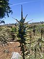 Puya alpestris SDBG bloom full