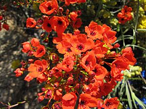 Red flowers in Botanic Garden.jpg