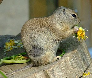 Richardson's ground squirrel