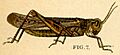 Rocky Mountain locust.jpg