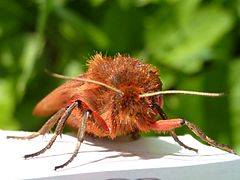 Ruby Tiger (Phragmatobia fuliginosa)