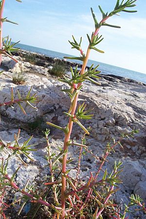 Salsola soda Rignanese.jpg