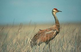 Sandhill crane (9151947909).jpg