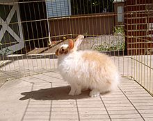 Satinangora