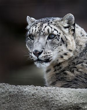 Snow leopard 1