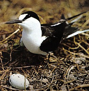 Sooty tern on nest