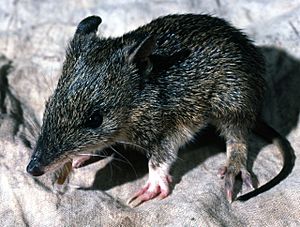 Southern Brown Bandicoot juvenile