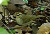 Swainson's Warbler Hooks Wood High Island TX 2018-04-11 10-04-25 (26941163947).jpg