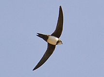 Tachymarptis melba -Barcelona, Spain -flying-8.jpg