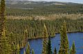 Taiga Landscape in Canada