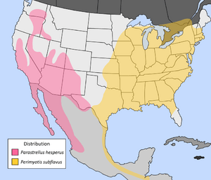 Us pipistrelle bat distribution.png