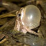 Western Chorus Frog (6922520670)