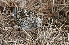 White-rumped Sandpiper.jpg