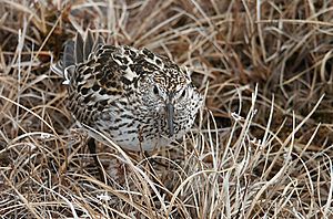 White-rumped Sandpiper