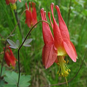 Wild Columbine.jpg