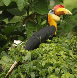 Wrinkled Hornbill