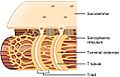 1023 T-tubule