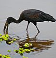 African Openbill (Anastomus lamelligerus) (33089264560)