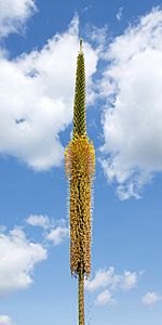 Agave filifera 003