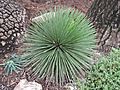 Agave stricta Monaco