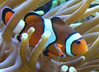 Amphiprion percula