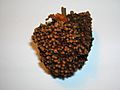 An alder root nodule gall