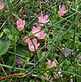 Anagallis tenella 1