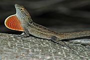 Anolis sagrei.jpg