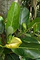 Artocarpus heterophylla flowers