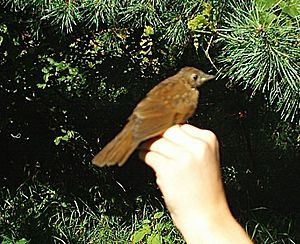 Aug 5 2006 veery