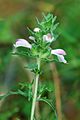 Bartsia trixago Monacia Corse