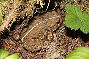 Bufo boreas 5629.JPG