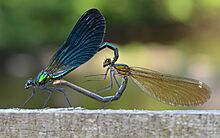 Calopteryx virgo copulating