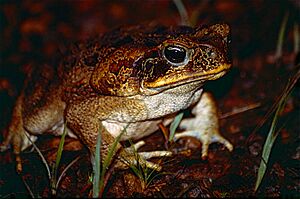 Cane Toad (Rhinella marina) (10606783786)