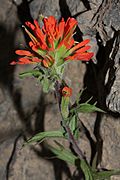 Castilleja hispida 5187.JPG