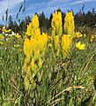 Castilleja levisecta bracts