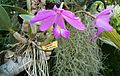 Cattleya nobilor roseum OrchidsBln0906a