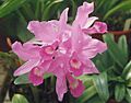 Cattleya skinneri0