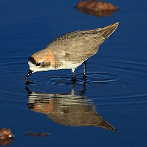 Charadrius alticola - Puna Plover.jpg