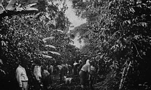 Coffee plantation in Costa Rica