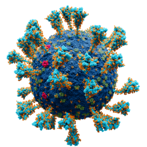 Coronavirus. SARS-CoV-2