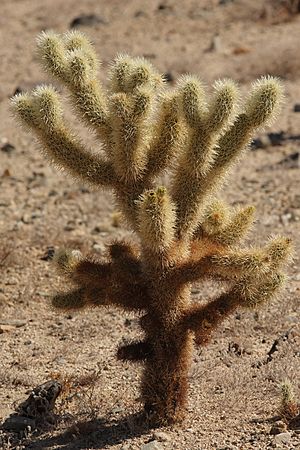 Cylindropuntia bigelovii.jpg