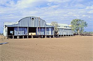 Darr River Downs woolshed (1998)