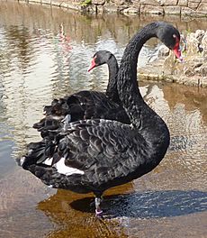 Dawlish Black Swans