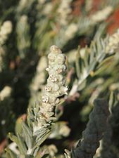 Dicrastylis costelloi var. costelloi flowers