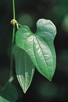 Dioscorea polystachya UGA2307129