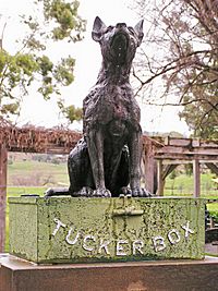 DogonTuckerbox