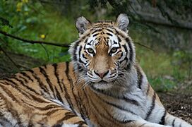 Dublin zoo, Ireland (34514648996)