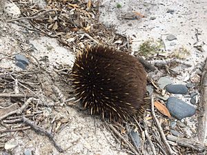 Echidna at Freycinet