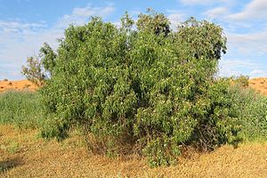 Emu bush